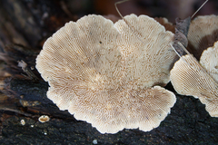 Trametes betulina