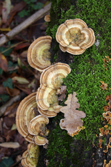 Trametes betulina