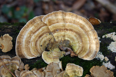 Trametes betulina