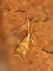 Crocanthes prasinopis