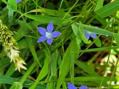 Wahlenbergia violacea