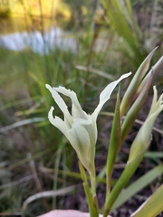 Gladiolus undulatus