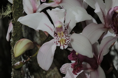 Cymbidium insigne