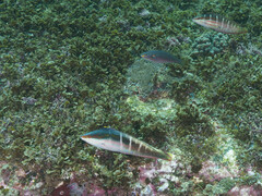 Stethojulis bandanensis