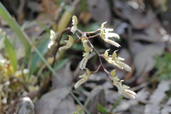 Bulbophyllum crabro