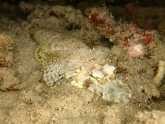 Thysanophrys chiltonae