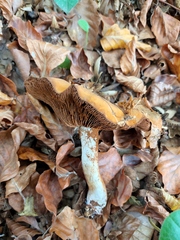 Cortinarius infractus