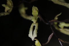 Bulbophyllum crabro