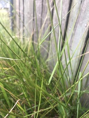 Microlaena stipoides