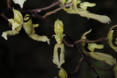 Bulbophyllum crabro