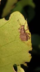 Lyperobates
