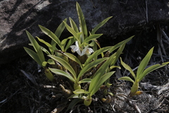 Coelogyne