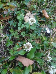 Trifolium repens