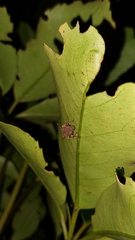Lyperobates