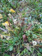 Plantago major