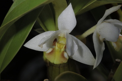 Coelogyne