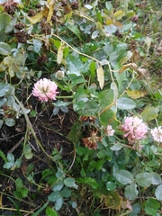 Trifolium hybridum