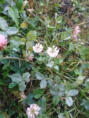 Trifolium hybridum