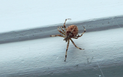 Araneus diadematus