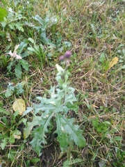 Cirsium arvense