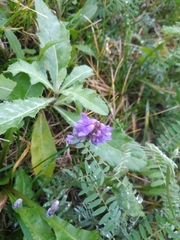 Vicia cracca