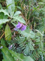 Vicia cracca