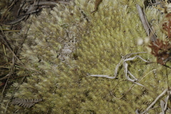 Leucobryum scabrum