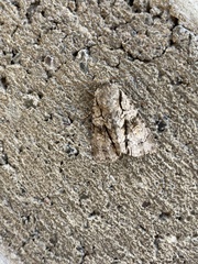 Turnerinycta phaeocosma