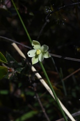 Thelymitra flexuosa