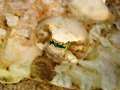 Thysanophrys chiltonae