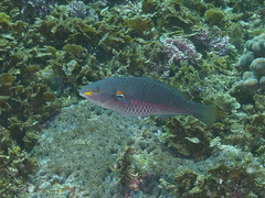 Stethojulis bandanensis