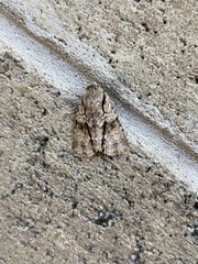 Turnerinycta phaeocosma