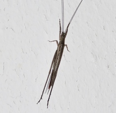 Stenoecanthus