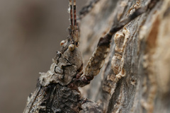 Cymatomera denticollis