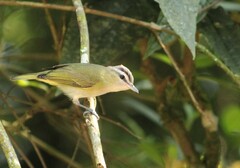 Vireo chivi