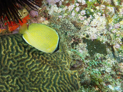 Chaetodon citrinellus