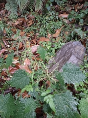 Urtica thunbergiana
