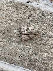 Turnerinycta phaeocosma