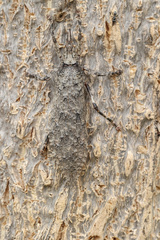 Cymatomera denticollis