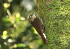 Xiphorhynchus fuscus