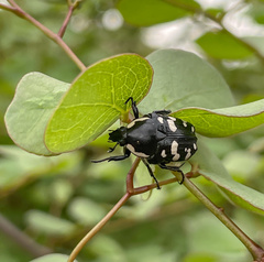 Phoxomela umbrosa