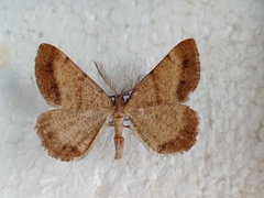 Selidosema brunnearia