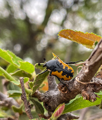 Phoxomela umbrosa