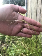 Microlaena stipoides