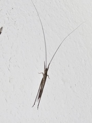 Stenoecanthus