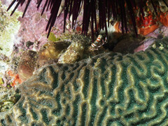 Dardanus pedunculatus