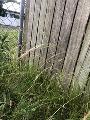 Microlaena stipoides