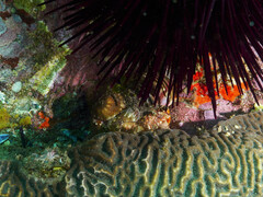 Dardanus pedunculatus