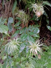 Clematis lasiandra