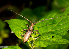 Acalolepta rusticatrix